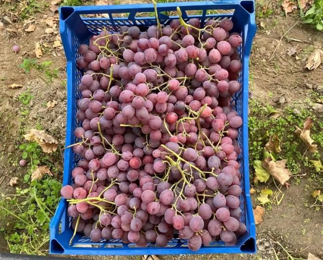 Manisa'da zm yetitiriciliinin kkeni olduka eskiye dayanyor. Baz kaynaklarda antik alarda bile blgede zm yetitirildii ifade ediliyor. zerinde zm ve asma resimleri olan Manisa kaynakl tarihi eserlere, Manisa Mzesi'nde de rastlanabiliyor.