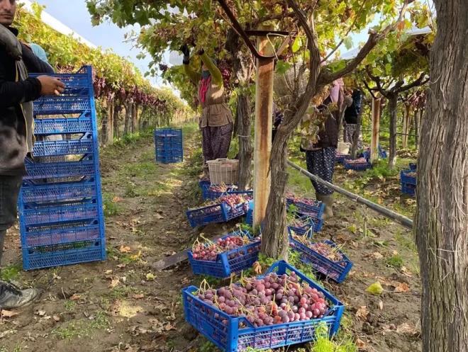 Lezzetiyle tm dnyada tannan sultani ekirdeksiz zm, adn Osmanl'da padiah olan Fatih Sultan Mehmet ve Kanuni Sultan Sleyman gibi nemli isimlerin de bulunduu, ehzadelerin yetitii Manisa'dan alyor. Bu zm tr, ?sultanlarn zm' ve 'sultanlara layk? olarak da anlyor.