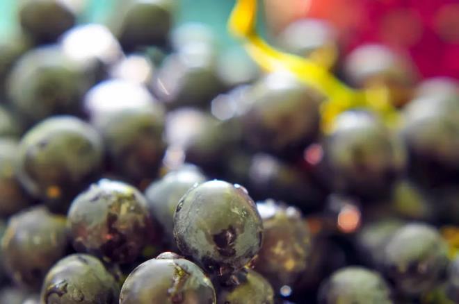 Temmuz aynda erkence zm eitleriyle balayan hasat sreci, Sultaniye ve ekirdekli sofralk zmlerin kesimleriyle devam ediyor. Aralk aynn ilk haftasnda srdrlen kesimler, rt altndaki balarda sararan yapraklar arasndan toplanarak taze ekilde pazarlara ulatrlyor. Hasadn Aralk aynn ortalarna kadar srmesi bekleniyor.