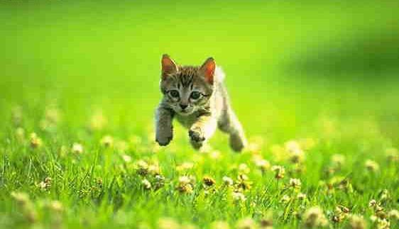 Ve bilindii zere ylann amansz dman olan kedi, ylan bomu. Ylann zehirli srndan kedi sayesinde kurtulan Hz. Muhammed kedinin srtn okam.