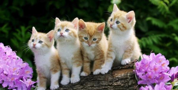 Ben bu sknt iinde dnrken, bir kpein kedi yavrularndan birisini yakalamaya altn grdm. Bastonumu vurunca, kat. Kedinin annesi gelip yavrusunu alp gitti. Ondan sonra iyiletim; namazlarm ayakta klmaya baladm. O gece ryamda yine Peygamber efendimizi grdm. "yi olmann sebebi, bir kedinin senin iin teekkr etmesidir." buyurdu.