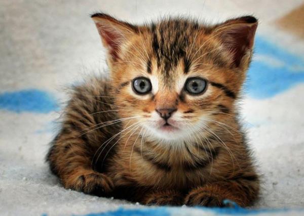 Hazret-i Ebu Hureyre anlatr: "Bir gn elbisemin iinde kk bir kedi tayordum. Resulullah efendimiz beni grnce, 'Nedir bu?' diye buyurdu. Ben de; 'Kedicik!' dedim. Bunun zerine Resulullah, "Ey Ebu Hureyre" buyurdu. Yani kediyi seven, onlara ana babalk eden kimse buyurdu."