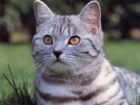 slamiyet'teki bu gizli kedi sevgisi sebebi ile slam lkelerinin sokaklar kedilerle doludur. Ebu Hureyre ksa srede slam aleminin en nemli ve en gvenilir sahabelerinden birisi oldu. Peygamberimiz Hz. Muhammed kendisini ok seviyordu ve yanndan ayrmyordu.