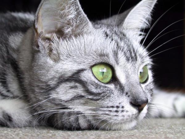 Hibir hayvana eziyet, ikence etmek, suda boarak veya atete yakarak ldrmek caiz deildir. Hayvana ikence etmek, gayrimslim vatandaa ikence etmekten daha byk gnahtr. Gayrimslim vatandaa eziyet etmek de Mslman'a eziyet etmekten daha byk gnahtr.