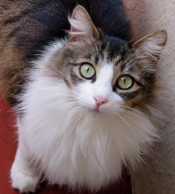 Sahabelerden biri bir gn Hz. Muhammed'e sylemi: