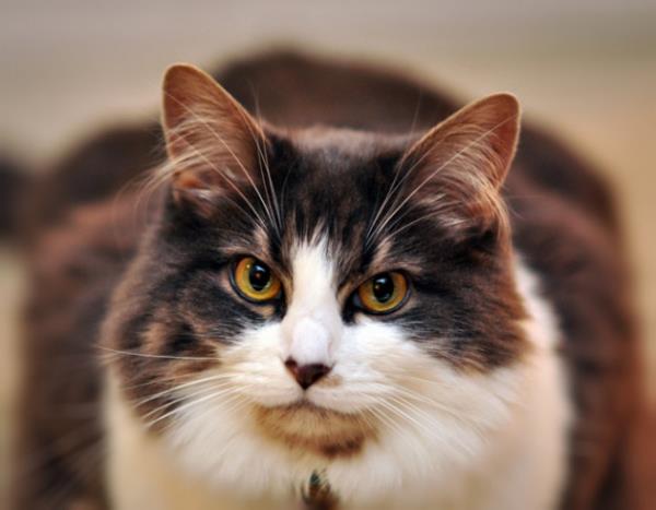 "Pis kedileri toplayp kulbesinde bakyor!" demi. Hz. Muhammed o anda bir ey sylememi. Hz. Muhammed Ebu Hureyre'yi daha sonra sokakta grm, bu zt bir kedi yavrusu bulmu.