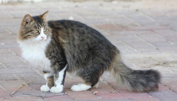 Daha sonra da sahabeden Kb kz Kebe isimli bir hanm yle anlatyor: