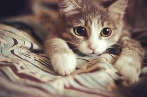 ''Eshab- kiramdan kaynpederim Ebu Katade'nin abdest almas iin bir kaba su koymutum. Kedi gelip bu kaptan su iiverince Ebu Katde biraz daha su imesi iin, kab kedinin nne uzatt.''