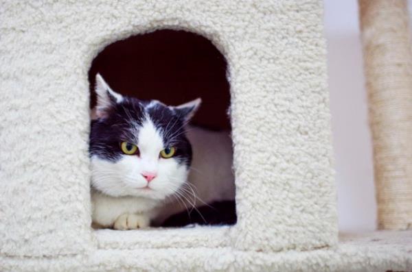 mam afii'ye gre, kedi su itikten sonra arta kalan temizdir. mam Mlik'e gre, kedinin art temizdir. mam Ahmed bin Hanbel'e gre, kedinin art temizdir, onunla abdest almak mekruh deildir.