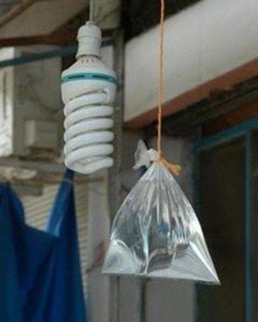 Sineklere Karadeniz usl kovucu retilmi.