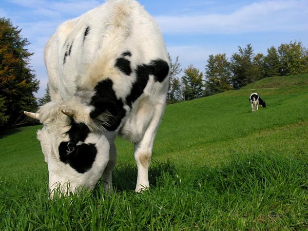 - Doal beslenmi hayvanlarn krmz et proteinleri; kilo vermeyi balatr, zayf ve din kalmay salar.  <p>- Vcuttaki, katabolizma (yklma) ve anabolizma (yeni hcre yapm) gibi fizyolojik dngnn salanmasnda proteinler barol oynar.</p>  - Et; kaslarn gelimesini, yklan dokularn yeniden onarmn salarlar. Ayrca sinir dokularnn yapmna, gelimesine yardmc olur.