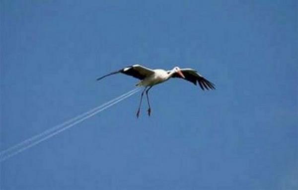 Bu fotoraflar internette ok konuuldu