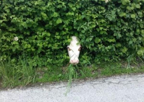 Bu fotoraflar internette ok konuuldu