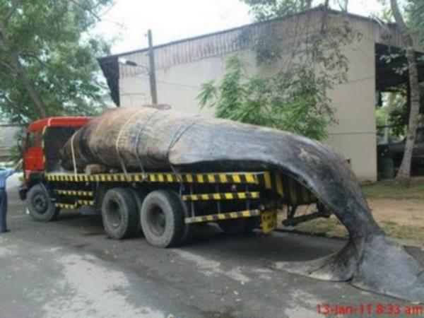 Bu fotoraflar internette ok konuuldu