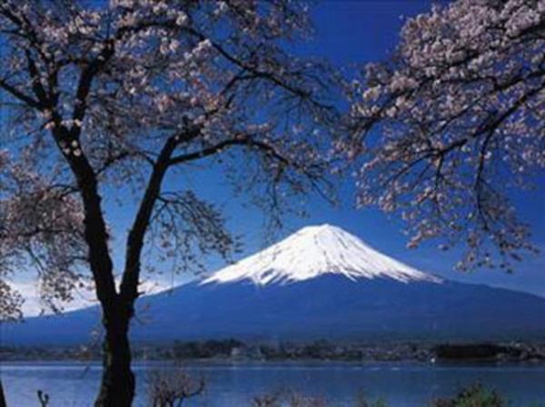 Japonya?daki Fuji dann eteklerini ssleyen bu ormann asl ad ?Aokigahara? ama bundan ziyade ?intihar orman? olarak biliniyor.