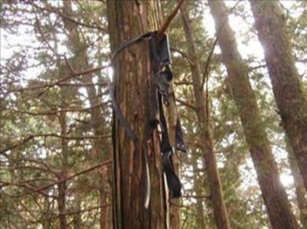 Ve ite eceliyle lmeyen bu insanlarn hayaletleri tm orman kaplyor. Onlarn ektii aclarn uultular ormann ta derinliklerinde duyuluyor.