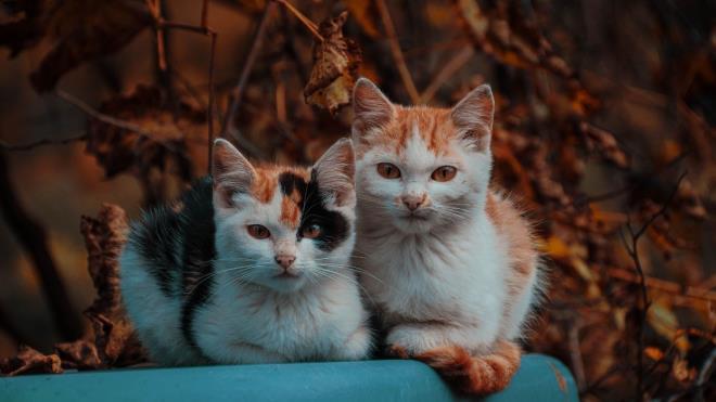 <p><strong>4) Almanya: 15,2 milyon</strong></p><p><strong>5) Fransa: 14,9 milyon</strong></p><p><strong>6) Brezilya: 13 milyon</strong></p>