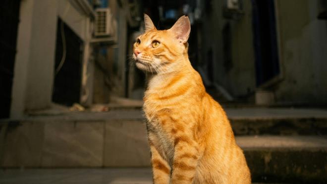 <p><strong>13) Meksika: 7 milyon</strong></p><p><strong>14) Polonya: 6,6 milyon</strong></p><p><strong>15) �spanya: 6,4 milyon</strong></p>