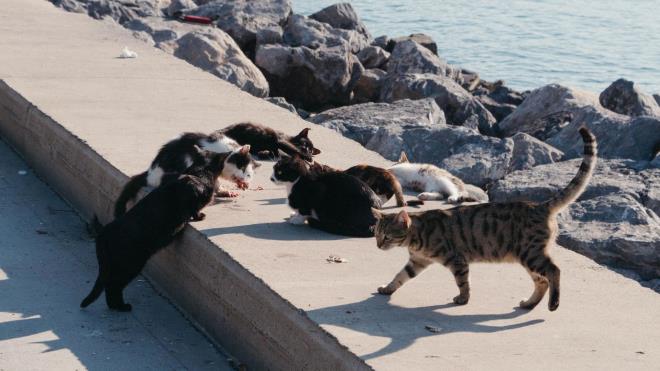 <p><strong>7) Birle�ik Krall�k: 12,2 milyon</strong></p><p><strong>8) �talya: 10,5 milyon</strong></p><p><strong>9) Hindistan: 10 milyon</strong></p>