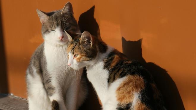 <p><strong>10) Japonya: 9,6 milyon</strong></p><p><strong>11) Ukrayna: 7,9 milyon</strong></p><p><strong>12) Kanada: 7,4 milyon</strong></p>