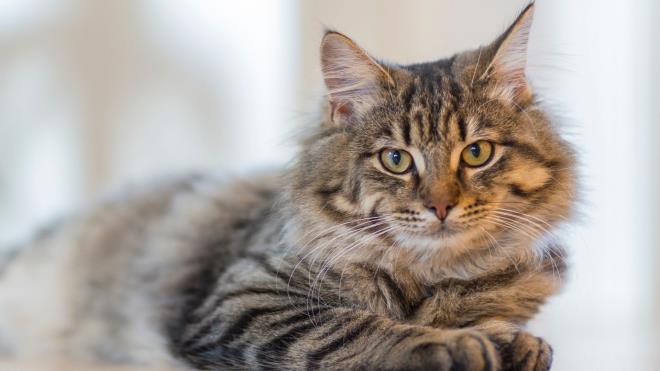 Can dostlar�m�z� evlerde ya da sokaklarda her zaman beslemeli, onlar� asla unutmamal�y�z. Hayvan sevgisinin yayg�n oldu�u d�nyada baz� �lkelerde kedi pop�lasyonu kontrol alt�na al�n�rken, World Population Review taraf�ndan yap�lan s�ralamaya g�re T�rkiye, kedi pop�lasyonunun y�ksek oldu�u �lkeler aras�nda ilk 25'e girmeyi ba�ard�.