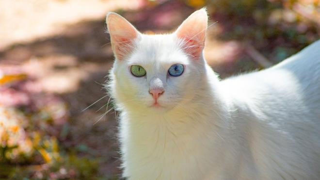 D�NYADA KED� POP�LASYONU 1 M�LYARI A�TI  <br>  Kediler, d�nya genelinde en sevilen evcil hayvanlar aras�nda yer al�rken toplam n�fuslar� 1 milyar� a��yor. Bu say�ya vah�i kediler de dahil olup, yakla��k 480 milyonunu sokak kedileri, 350 milyondanfazlas�n� ise evlerde ya�ayan kediler olu�turuyor.