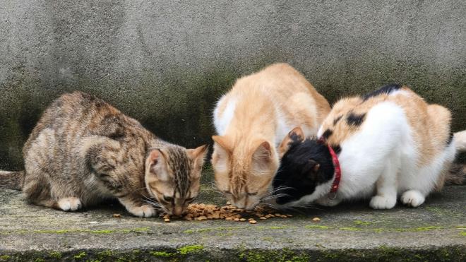 <strong>3) Rusya: 23,1 milyon</strong>