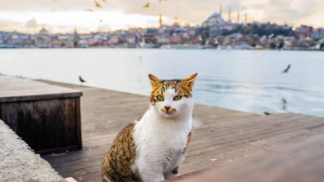 <p><strong>19) Nijerya: 3 milyon</strong></p><p><strong>20) Tayland: 3 milyon</strong></p>  <p><strong>21) Hollanda: 3 milyon</strong></p><p><strong>22) Endonezya: 2,5 milyon</strong></p>  <p><strong>23) M�s�r: 2,5 milyon</strong></p><p><span style="color:rgb(128,0,128)"><strong>24) T�rkiye: 2,4 milyon</strong></span></p>