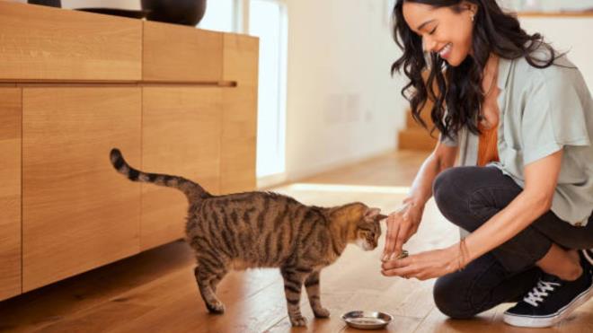 <p><strong><span style="background-color:#FFD700">D�NYADA EN �OK KED� BESLEYEN �LKELER</span></strong></p><p><strong>1) Amerika Birle�ik Devletleri: 74,2 milyon</strong></p>