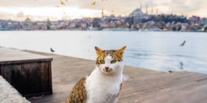 74 milyonla d�nyan�n en �ok kedi besleyen �lkesi