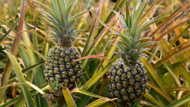 <p><strong>BES�N DE�ER�YLE �NE �IKAN TROP�KAL G��</strong></p><p>🍍Dr. Durham, ananas�n sundu�u zengin besin i�eri�i ve olas� sa�l�k faydalar� sayesinde meyve reyonlar�nda hakl� bir yere sahip oldu�unu belirtiyor. Y�ksek su oran� sayesinde ananas, g�nl�k s�v� al�m�na katk� sa�layarak v�cudun hidrasyonunu desteklemeye yard�mc� oluyor.</p><p>🍍Ananas�n artrit, yara iyile�mesi ve kilo kontrol� �zerindeki etkilerinin daha net anla��labilmesi i�in ise bilimsel �al��malara ihtiya� duyuldu�unu vurgulayan Dr. Durham, buna ra�men bu tropikal meyvenin sahip oldu�u �e�itli sa�l�k yararlar�yla <strong>"kutlanmay� fazlas�yla hak etti�ini"</strong> ifade ediyor.</p>