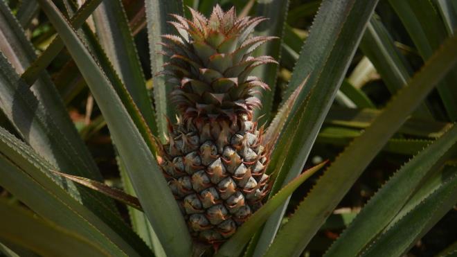 <p><strong>8. Antrenman sonras� toparlanmay� h�zland�rabilir</strong></p><p>🍍�ltihap �nleyici �zellikleri ve y�ksek C vitamini i�eri�i sayesinde ananas, spor sonras� kas a�r�lar�n�n ve yorgunlu�un azalmas�na yard�mc� olabilir.</p><p>🍍Y�ksek su oran� sayesinde kaybedilen s�v�n�n geri kazan�lmas�na da katk� sa�lar.</p>