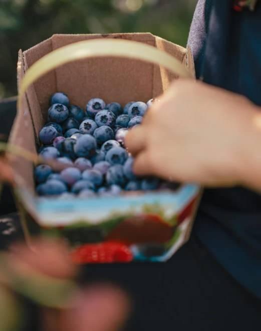 Michigan �niversitesi'nden gelen son ara�t�rmalar sonucunda&nbsp;Dr. Neal Barnard, zay�flamak isteyenlerin al��veri� sepetine mutlaka yaban mersini koymas�n� �nerdi.