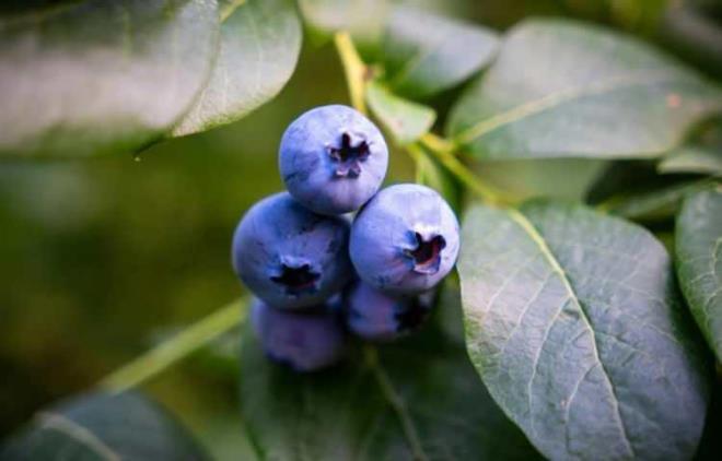 Uzman isim ayr�ca yaban mersini yiyemeyenlerin ahududu ba�ta olmak �zere benzer gruptaki di�er orman meyvelerinin de t�ketilebilece�ine dikkat �ekiyor.&nbsp;