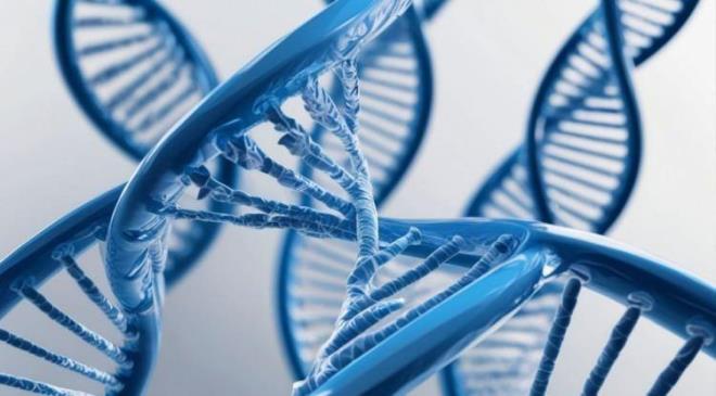 <p><span><strong>DNA �ZER�NDEK� ETK�S� KORKUTUCU BOYUTTA</strong></span></p>    <p><strong>Yap�lan �al��malarda DNA'n�n ucunda yer alan ve DNA'daki genetik bilgiyi koruyan kapaklar olarak bilinen 'tolomerler', yani 'ya�l�l�k saati', g�nde 3 porsiyondan fazla yenilen ultra i�lenmi� g�dalarla k�sal�yor. Bu da h�crelerin kendini yenilemesini engelliyor ve sa�l�ks�z, h�zl� ya�lanm�� bir bedene sebep oluyor.</strong></p>