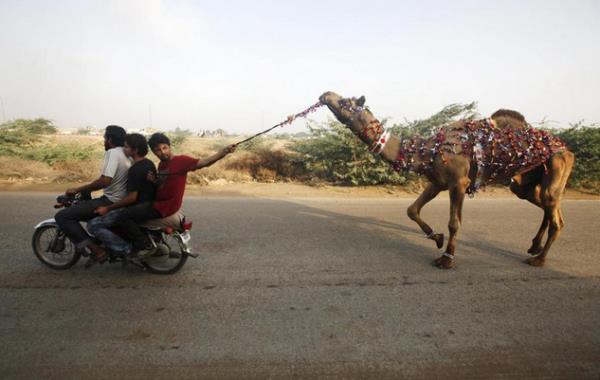 Karai ehrinde bayram ncesi kurbanlk deve satn alm  kii, motosiklet zerinde deveye yn vermeye alyor.    <p><b>Pakistan</b></p>