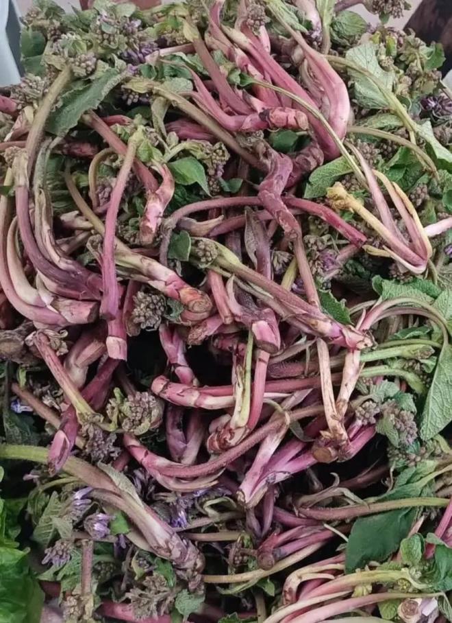 �ifal� y�nleriyle de dikkat �eken z�lb�t otunun; idrar ve balgam s�kt�r�c� �zelli�i bulundu�u, bo�az a�r�lar�na ve �ks�r��e iyi geldi�i, iltihap ve enfeksiyonlara kar�� destekleyici oldu�u ifade ediliyor. Ayr�ca s�t art�r�c�, sakinle�tirici ve ate� d���r�c� �zellikleriyle bilinen z�lb�t�n, k�� aylar�nda so�uk alg�nl���na kar�� da t�ketildi�i aktar�l�yor. Lapas� ise yan�k ve yaralar�n iyile�mesine yard�mc� olmas�yla biliniyor.