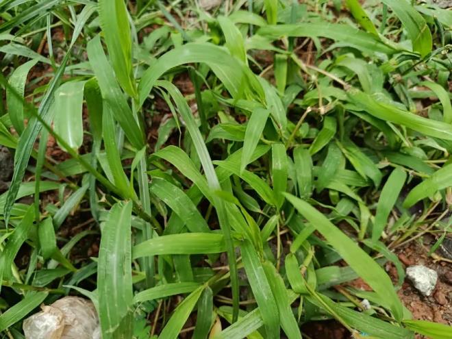 S�k�nt�lar� gideren ve cesareti artt�ran z�lb�t�n eski �a�larda sava�a giden askerler de cesaret verdi�i i�in kullan�ld��� belirtiliyor. Karadeniz'de �zellikle Sinop ve Zonguldak y�resinde bolca yeti�en bir sebze t�r� olan z�lb�t�n �e�itli usullerde yeme�i yap�l�yor.