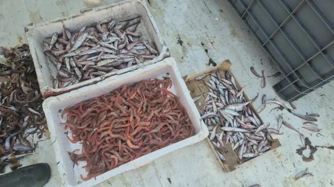 Karidesin kilogram� 250 TL, mezgitin kilogram� 350 TL, Tekir bal���n�n kilogram� ise 300 TL'den sat��a sunuluyor. Bal�k��lar, denizden ��kan �r�nleri taze �ekilde vatanda�la bulu�turmaya devam ediyor.