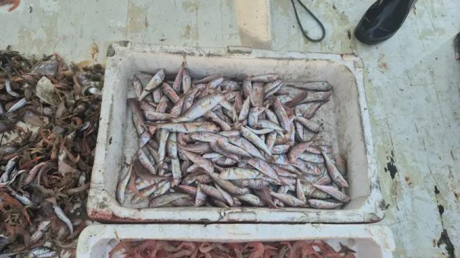 Tekirda�'�n S�leymanpa�a il�esinde bal�k��lar, bu g�nlerde karides ba�ta olmak �zere mezgit, tekir, dil ve istavrit avl�yor. Denize a��lan teknelerden d�n��te ortalama 20 ila 30 kilogram karidesin yan� s�ra farkl� t�rlerde bal�klar da kasalara indirildi.