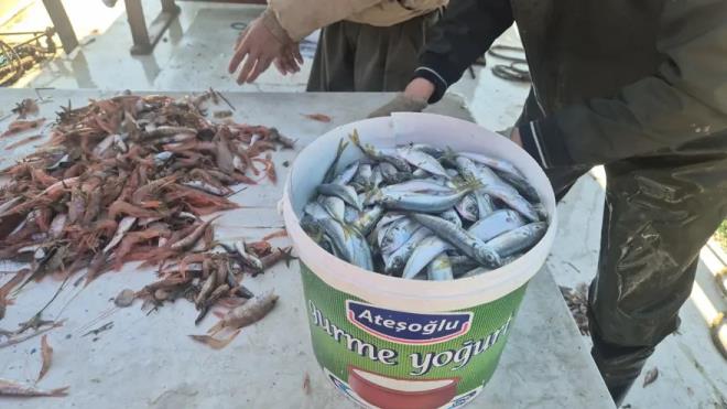 S�leymanpa�a Su �r�nleri Kooperatifi Ba�kan� �brahim Pehlivano�lu, "Tekirda� S�leymanpa�a'da bulunan bal�k�� arkada�lar�m�z �u anda faaliyetlerini karides bal��� tutarak ge�iriyorlar. �u anda g�rd���n�z gibi de arkada�lar�m�z �imdi denizden geldiler. Yakla��k 20-30 kilo bir karadisimiz var. Mezgit bal���m�z var. Tekir bal���m�z var. Dil bal���m�z var. �stavrit bal���m�z var. Vatanda�lar�m�z in�allah uygun ve taze bal�k yemeye devam edecekler. Yakla��k 250 lira karidesin, 350 lira mezgitin kilosu Tekir bal��� da 300 lira olarak kay���m�zdan sat�� yap�yoruz" dedi.