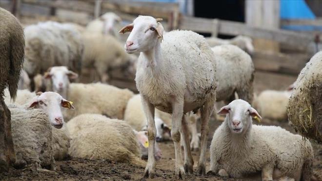 Ba�kan Recep Tayyip Erdo�an taraf�ndan duyurulan <strong>"K�rsalda Bereket K���kba� Hayvanc�l��a Destek Projesi"</strong>, k�rsal �retimi yeniden canland�rmay� ve aile i�letmelerini g��lendirmeyi hedefliyor. 2026-2028 y�llar�n� kapsayacak programla hem mevcut yeti�tiricilerin kapasitesinin art�r�lmas� hem de sekt�re yeni �reticilerin kazand�r�lmas� ama�lan�yor. Sekt�r temsilcileri, a��klanan paketin k���kba� hayvanc�l�kta yeni bir ivme olu�turaca��n� belirtirken, desteklerin ilerleyen s�re�te daha da geni�lemesini bekliyor.