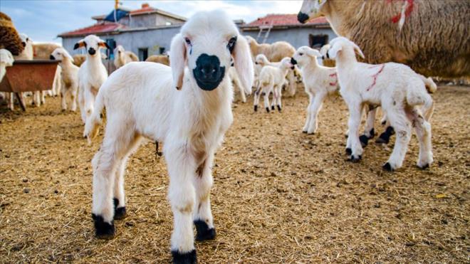 <p><strong>F�NANSMAN VE GER� �DEME KOLAYLI�I</strong></p><p>Proje, T�GEM'in dam�zl�k g�vencesi ve Ziraat Bankas�n�n finansman deste�iyle y�r�t�lecek. Hak kazanan �reticiler, Ziraat Bankas� arac�l���yla y�zde 100'e kadar faiz indirimi uygulanabilec<strong>e</strong>k<strong>"temel hayvanc�l�k kredisi"</strong>nden yararlanabilecek. Krediler i�in 2 y�la kadar geri �demesiz d�nem tan�nacak; ard�ndan 5<strong>ya da 7 y�l vadeli �deme se�enekleri sunulacak.</strong></p><p>Projeyle al�nan hayvanlar bir y�l boyunca TARS�M kapsam�nda sigortalanacak. Ayr�ca hayvan tesliminden sonraki aydan itibaren 12 ay boyunca hayvan ba��na ayl�k 150 lira bak�m-besleme deste�i sa�lanacak. En fazla 100 ba� i�in verilecek destek, ayl�k 15 bin liraya, y�ll�k ise 180 bin liraya kadar ��kabilecek.</p>