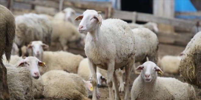 K���kba� hayvan deste�i ne zaman verilecek?