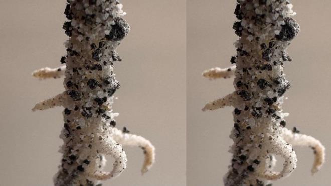 <p>�al��man�n ilk yazar� olan Texas A&amp;M �niversitesi doktora aday� Jessica Atkin, <strong>"Bu bitkilerin ger�ek bir besin kayna�� olup olamayaca��n� anlamak istiyoruz. Astronotlar�n ihtiya� duydu�u besinleri i�erip i�ermediklerini ara�t�raca��z"</strong>dedi.</p><p><br> <span style="color:#696969"><em>(Bir nohut k�k�, keskin, cam benzeri ay topra�� sim�lat�r�nde tutunarak, D�nya d���nda mahsul yeti�tirmenin en b�y�k fiziksel zorluklar�ndan birini g�steriyor.)</em></span></p>