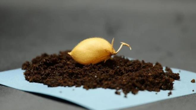 <p><strong>MANTARLAR B�TK�LER�N HAYATTA KALMASINI SA�LADI</strong></p><p>Deneyde nohut tohumlar� ekilmeden �nce arbusk�ler mikorizal mantarlarla kapland�. Bu mantarlar bitki k�kleriyle simbiyotik bir ili�ki kurarak bitkilerin besin maddelerini daha iyi emmesine yard�mc� oluyor ve a��r metal al�m�n� azaltabiliyor.</p><p>Ara�t�rman�n sonu�lar�na g�re, nohut bitkileri y�zde 75'e kadar sim�le edilmi� Ay topra�� i�eren kar���mlarda ba�ar�l� �ekilde b�y�yebildi. Ancak daha y�ksek oranlarda bitkilerin geli�imi zorla�t� ve �o�u erken d�nemde ya�am�n� yitirdi.</p><p>Mantarla i�lem g�rm�� bitkilerin, i�lem g�rmeyenlere g�re daha uzun s�re hayatta kald��� da tespit edildi. Ayr�ca mantarlar�n Ay topra��n� taklit eden ortamda ya�ayabildi�i ve �o�alabildi�i g�r�ld�.</p><p><span style="color:#696969"><em>(Ara�t�rmac�lar bu �al��ma i�in 'Myles' nohut �e�idini se�tiler. Kompakt boyutu ve dayan�kl�l���, s�n�rl� alanl� g�rev ortamlar�nda �r�n �retimini destekliyor. Kaynak: Texas �niversitesi Jeofizik Enstit�s�)</em></span></p>