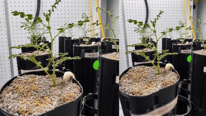 <p><strong>AY'DA YET��T�R�LEN NOHUTLAR YEN�LEB�L�R M�?</strong></p><p>Bilim insanlar� i�in bir sonraki ad�m, yeti�tirilen nohutlar�n astronotlar i�in g�venli olup olmad���n� belirlemek olacak. Ara�t�rmac�lar, bitkilerin sim�le edilmi� Ay topra��ndan zararl� metaller al�p almad���n� ve besin de�erlerini incelemeyi planl�yor.</p><p><br> <span style="color:#696969"><em>(Yap�s� zay�f ve su tutma kapasitesi s�n�rl� bir substratta k�k nemini korumak i�in ara�t�rmac�lar, suyu do�rudan nohut k�k b�lgesine ileten pamuk fitil tabanl� bir sulama sistemi geli�tirdiler.)</em></span></p>