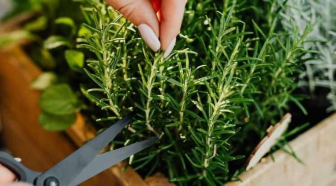 <strong>Ara�t�rmac�lar, bu noktada sentetik kokular yerine bitkinin do�al formumun tercih edilmesinin daha g��l� bir etki olu�turaca��na vurgu yapmay� ihmal etmiyor.</strong>