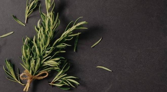 <strong>�yle ki Antik Yunan d�neminde ��rencilerin, s�navlar s�ras�nda zihinlerini a��k tutmak ve ��rendiklerini unutmamak i�in ba�lar�na bu bitkinin dallar�ndan yap�lm�� ta�lar takt�klar� biliniyor.</strong>