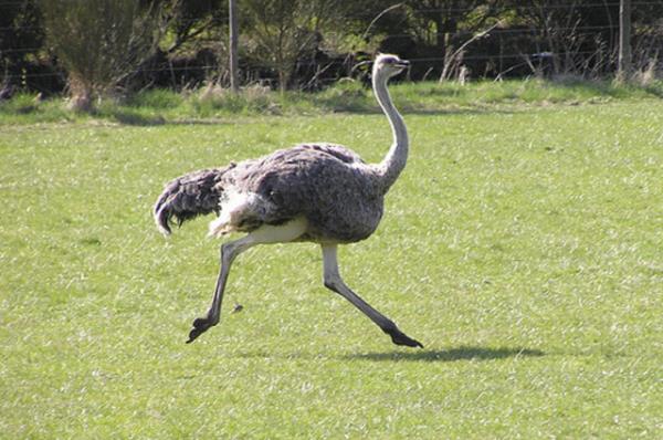 7 gn sren savata makineli tfeklerle 2500 devekuunu ldrdler.